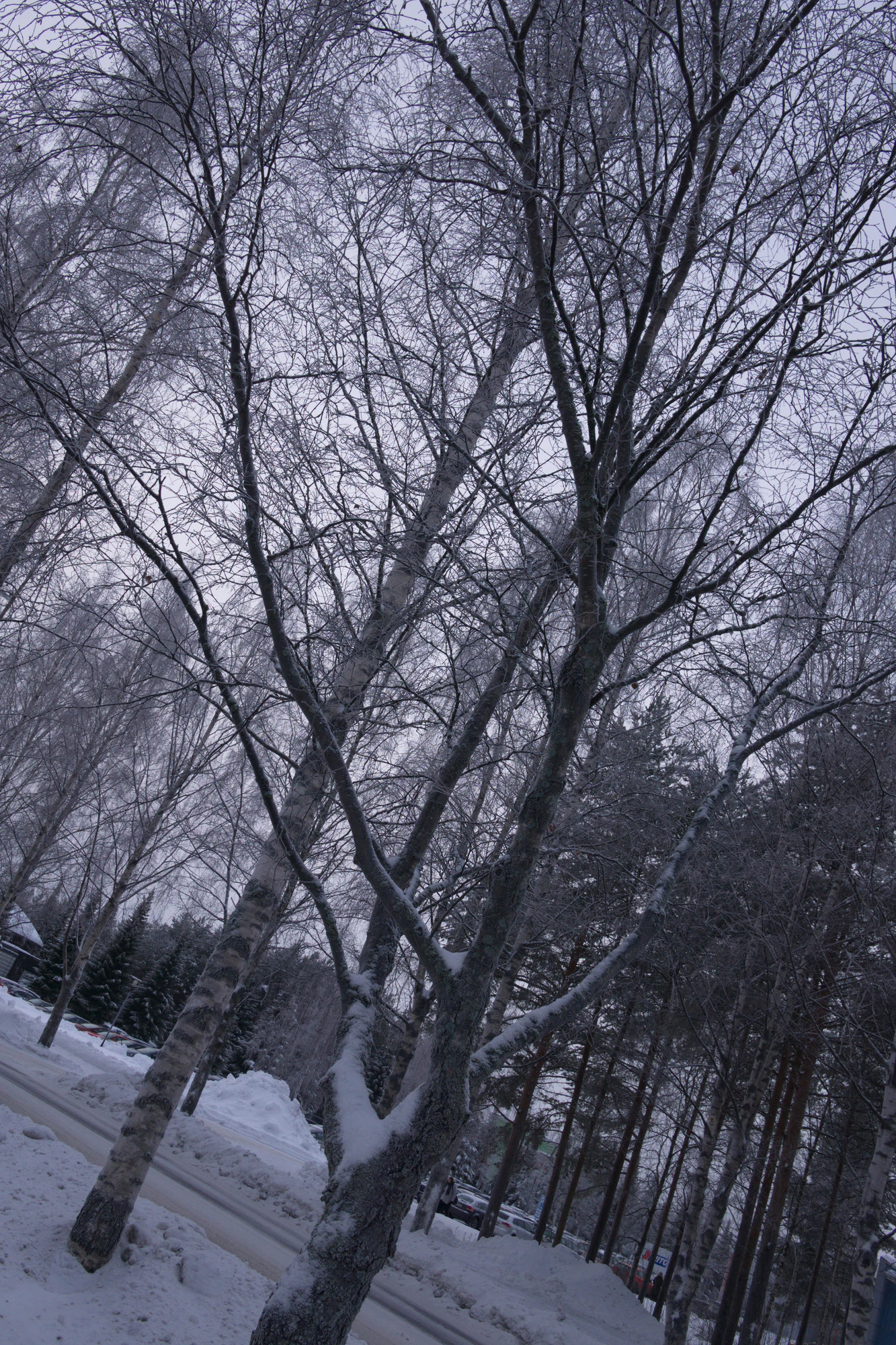 frosty trees 120 — Download