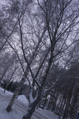 frosty trees 120 — Download