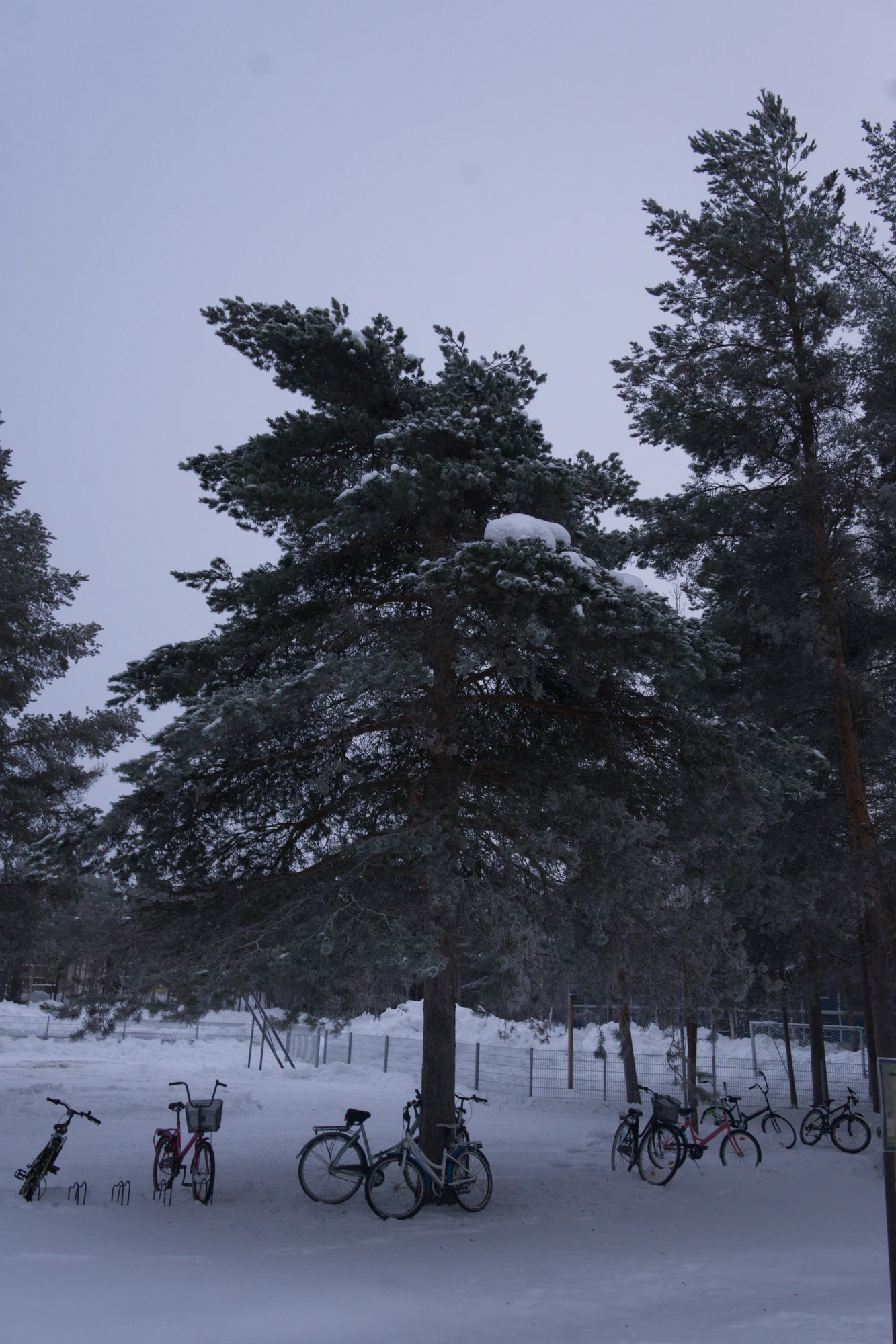 frosty trees 121 — Скачать