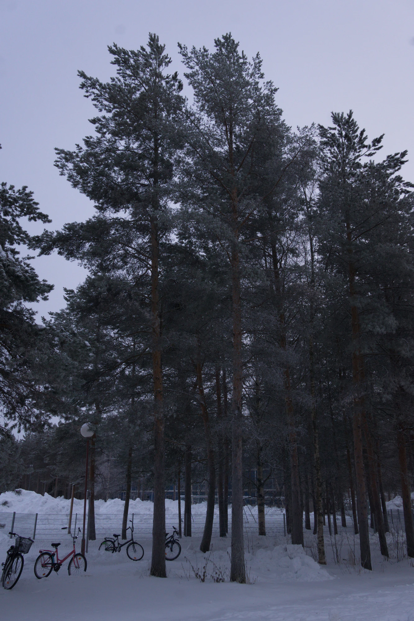 frosty trees 122 — Скачать