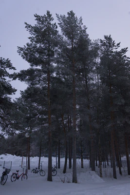 frosty trees 122 — Скачать