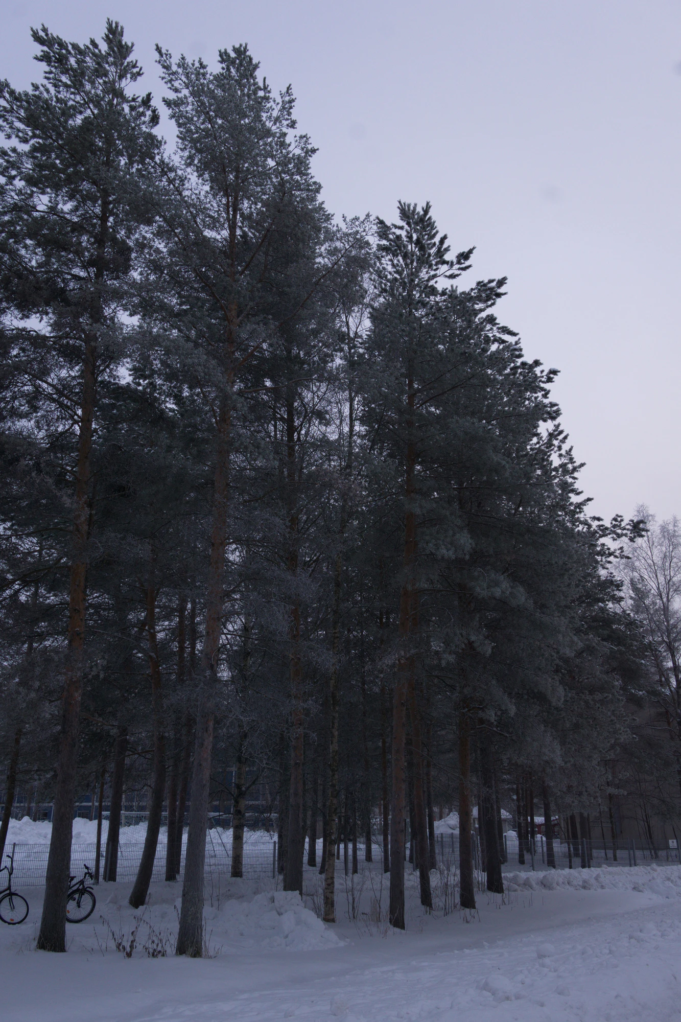 frosty trees 123 — Descargar