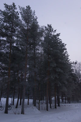 frosty trees 123 — Descargar