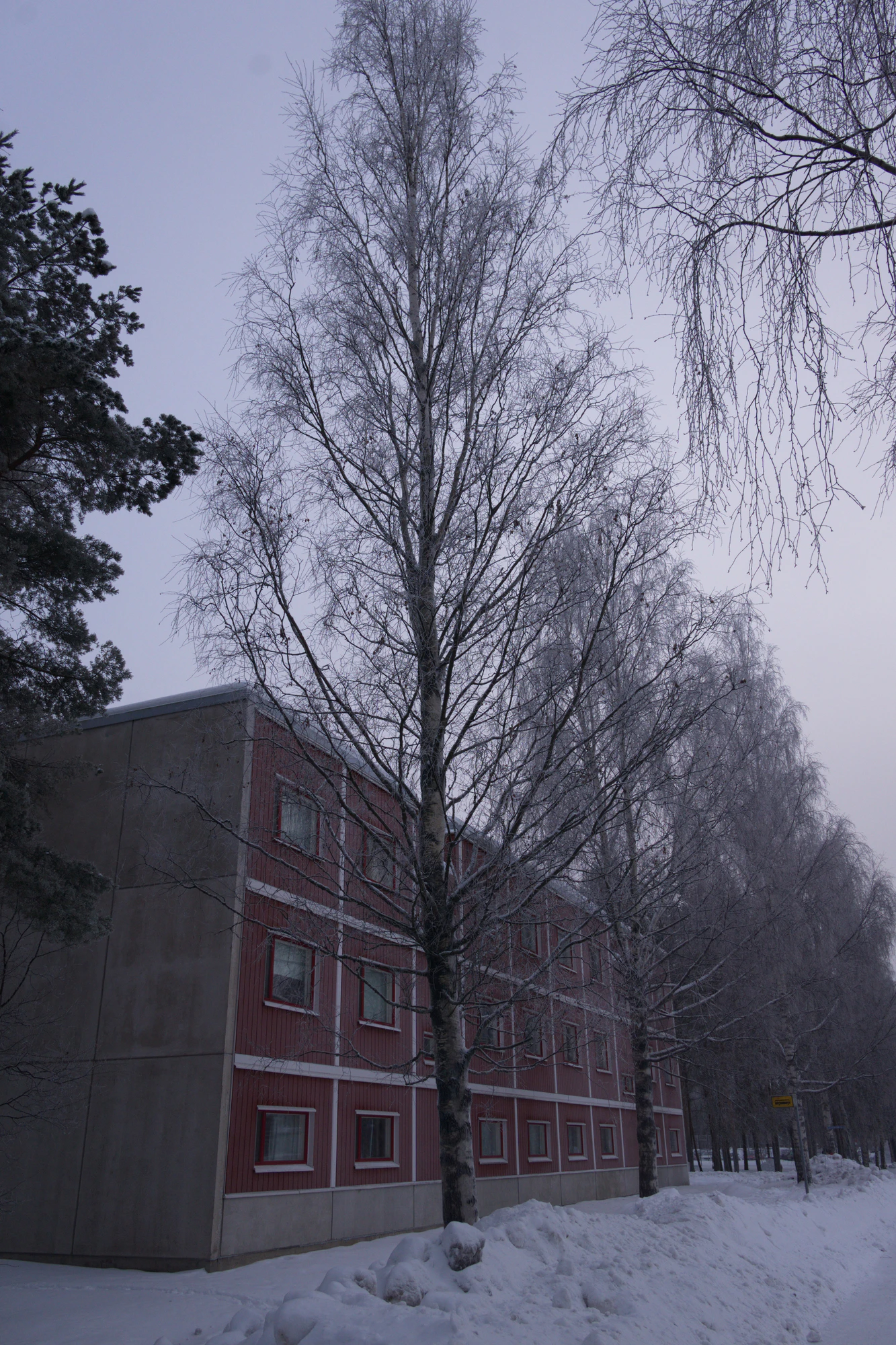 frosty trees 124 — Descargar