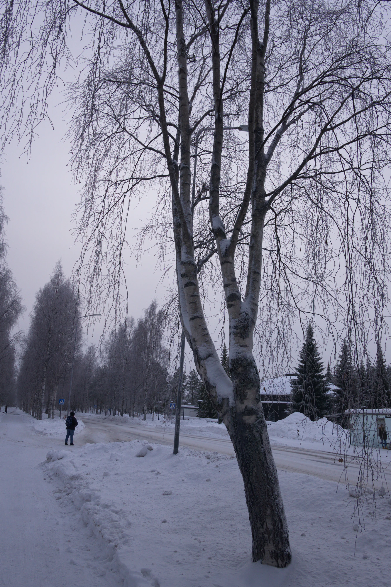 frosty trees 125 — Скачать