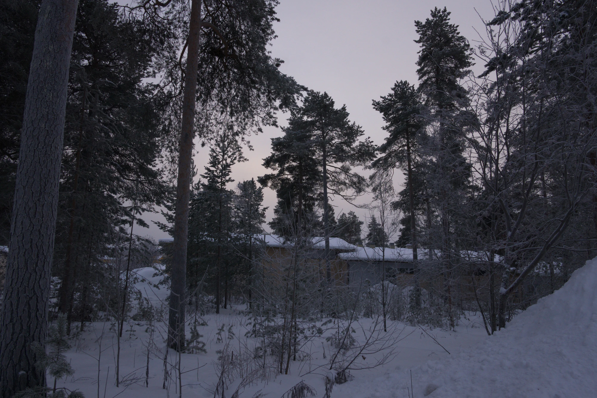 frosty trees 126 — Descargar