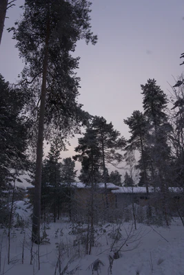 frosty trees 127 — Descargar