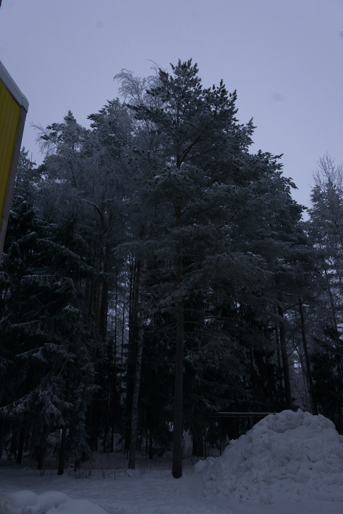 frosty trees 128 — Скачать
