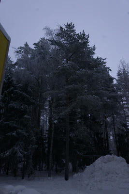 frosty trees 128 — Скачать