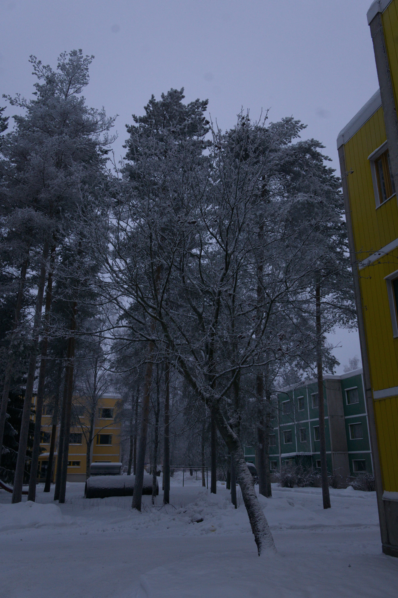 frosty trees 129 — Скачать