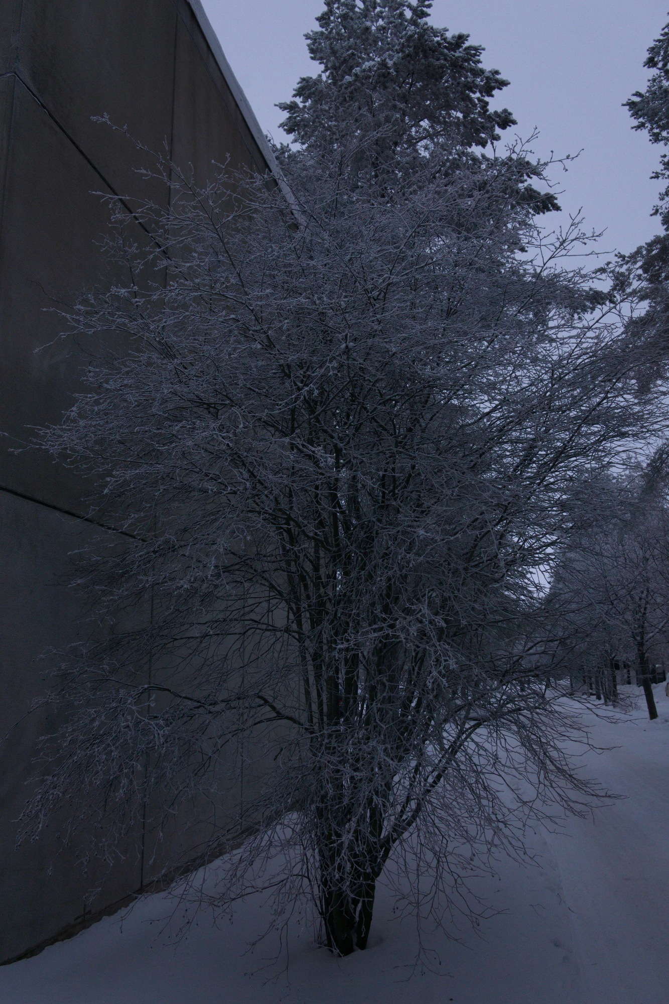 frosty trees 133 — Descargar