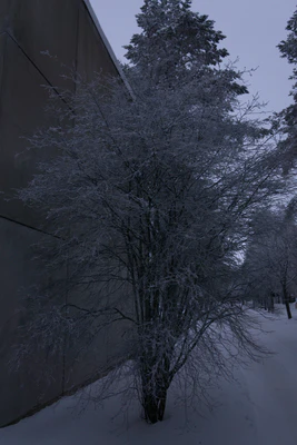 frosty trees 133 — Descargar