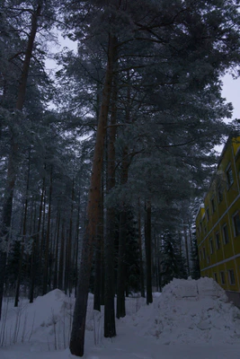 frosty trees 134 — Descargar