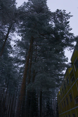 frosty trees 135 — Скачать