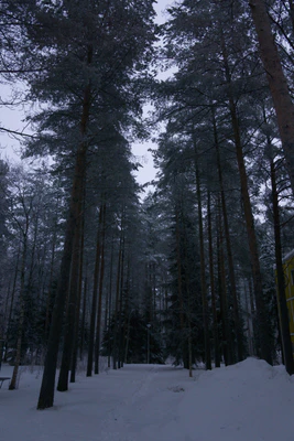 frosty trees 136 — Descargar