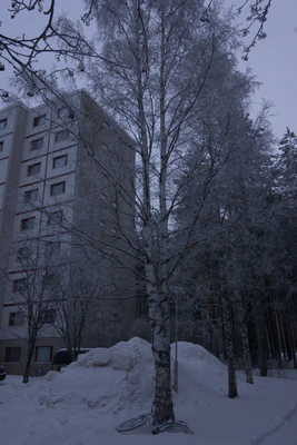 frosty trees 139 — Скачать
