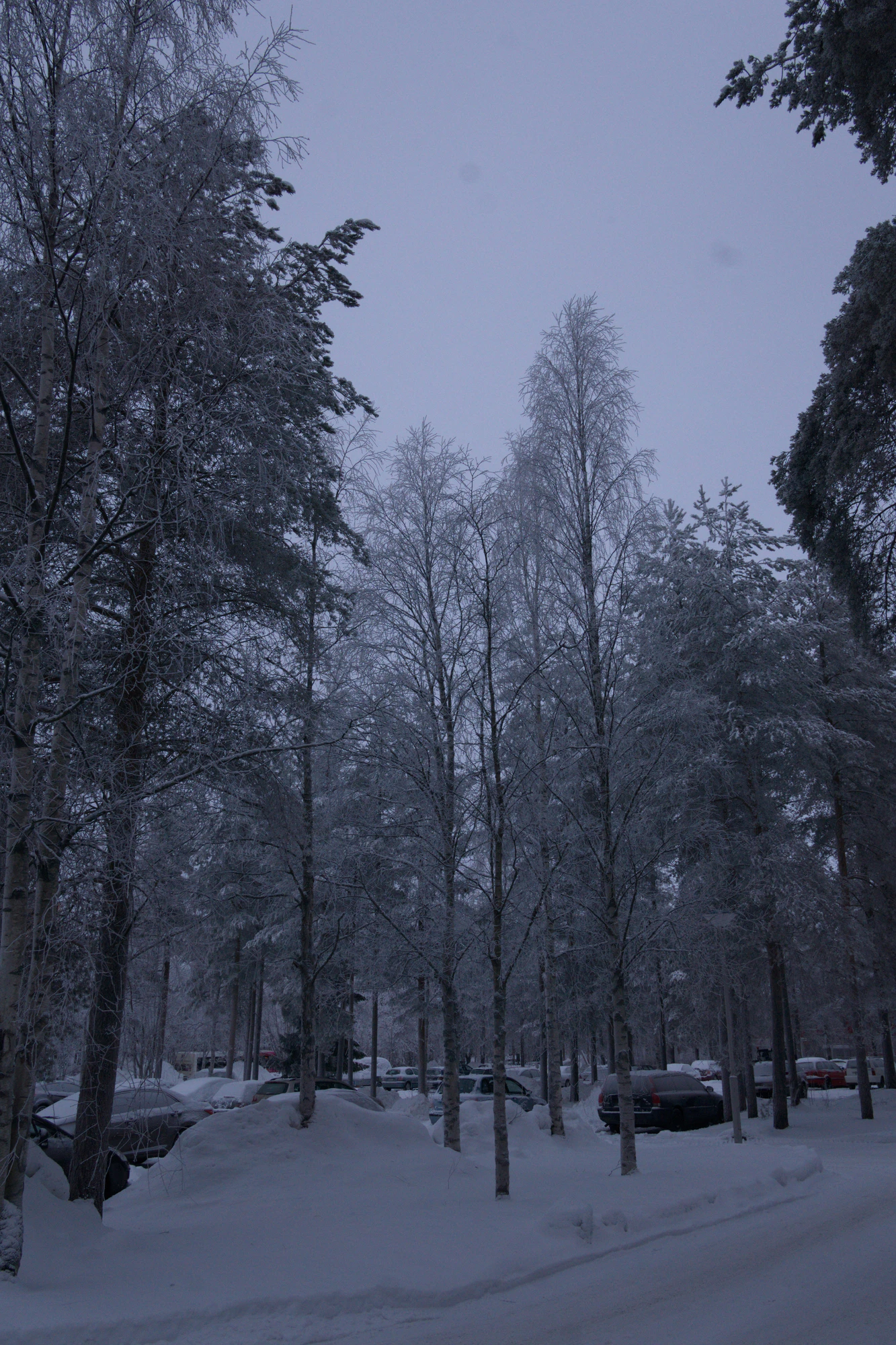 frosty trees 140 — Descargar