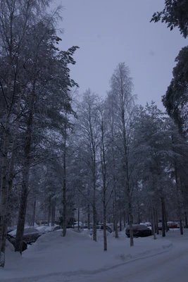 frosty trees 140 — Descargar