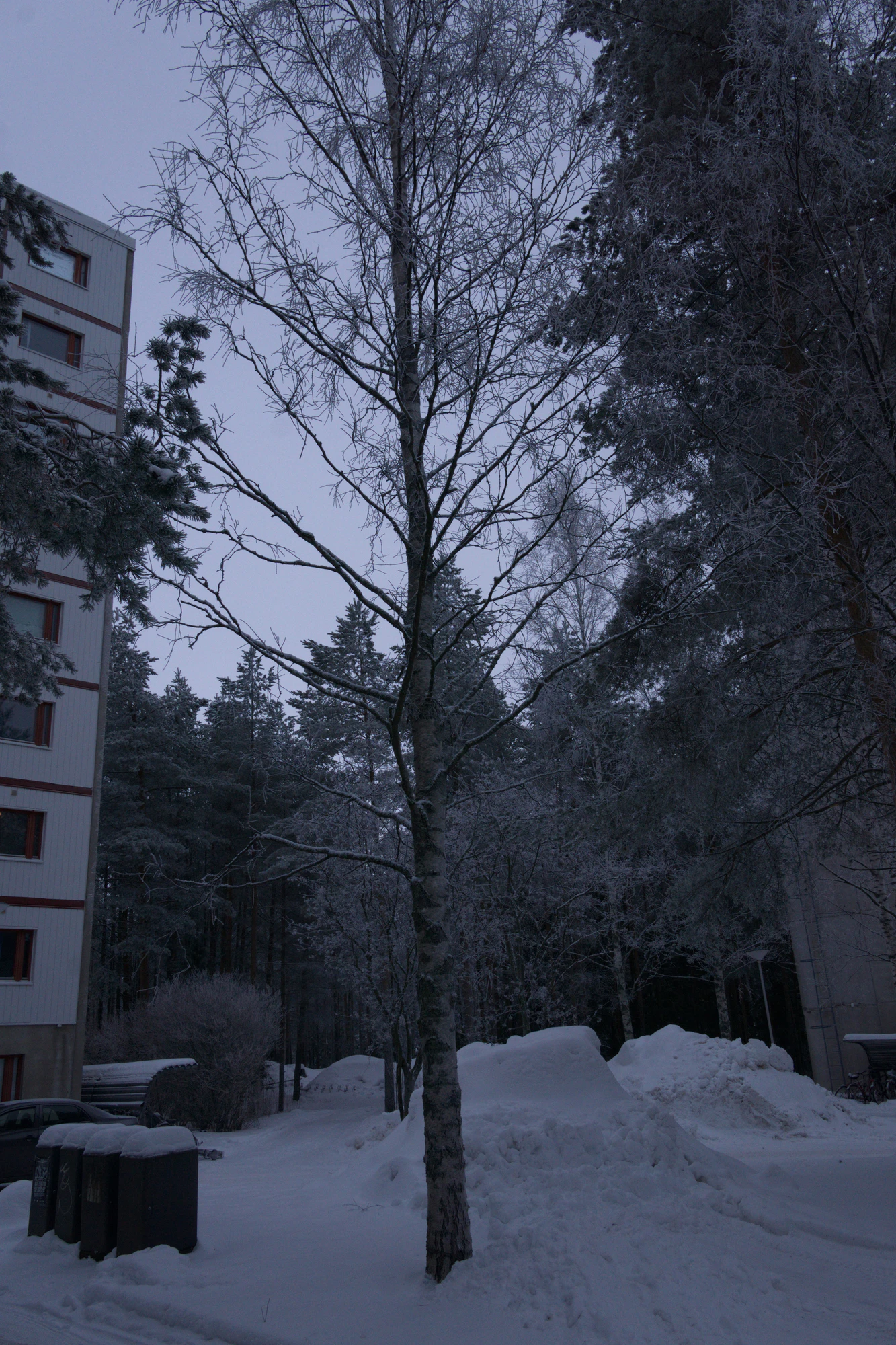 frosty trees 141 — Descargar