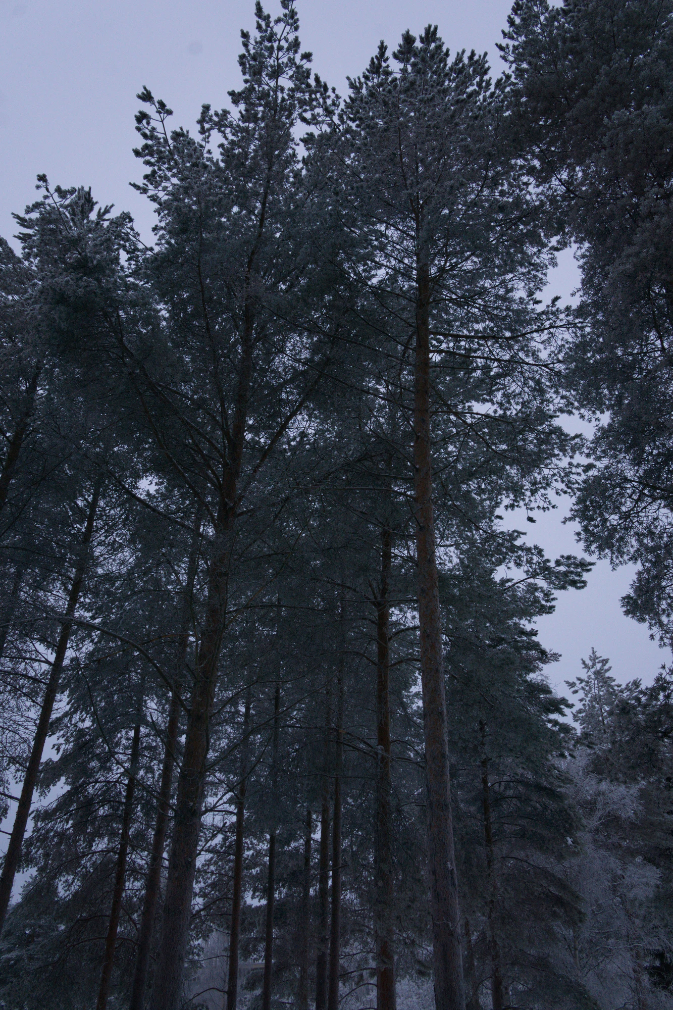 frosty trees 142 — Descargar