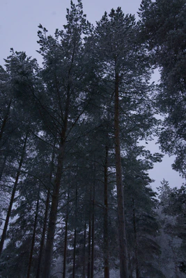 frosty trees 142 — Descargar