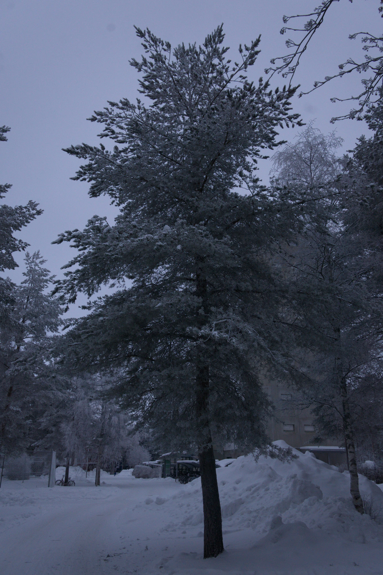 frosty trees 143 — Скачать