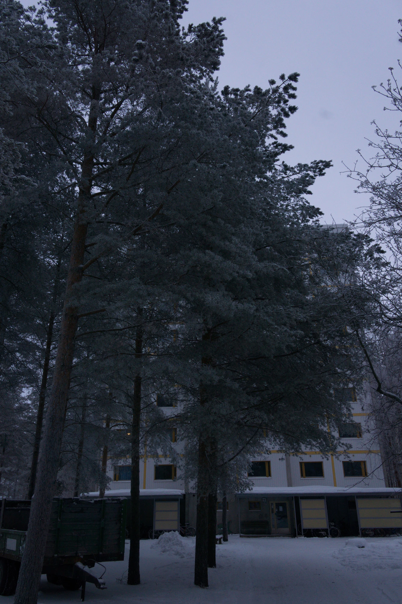 frosty trees 144 — Descargar