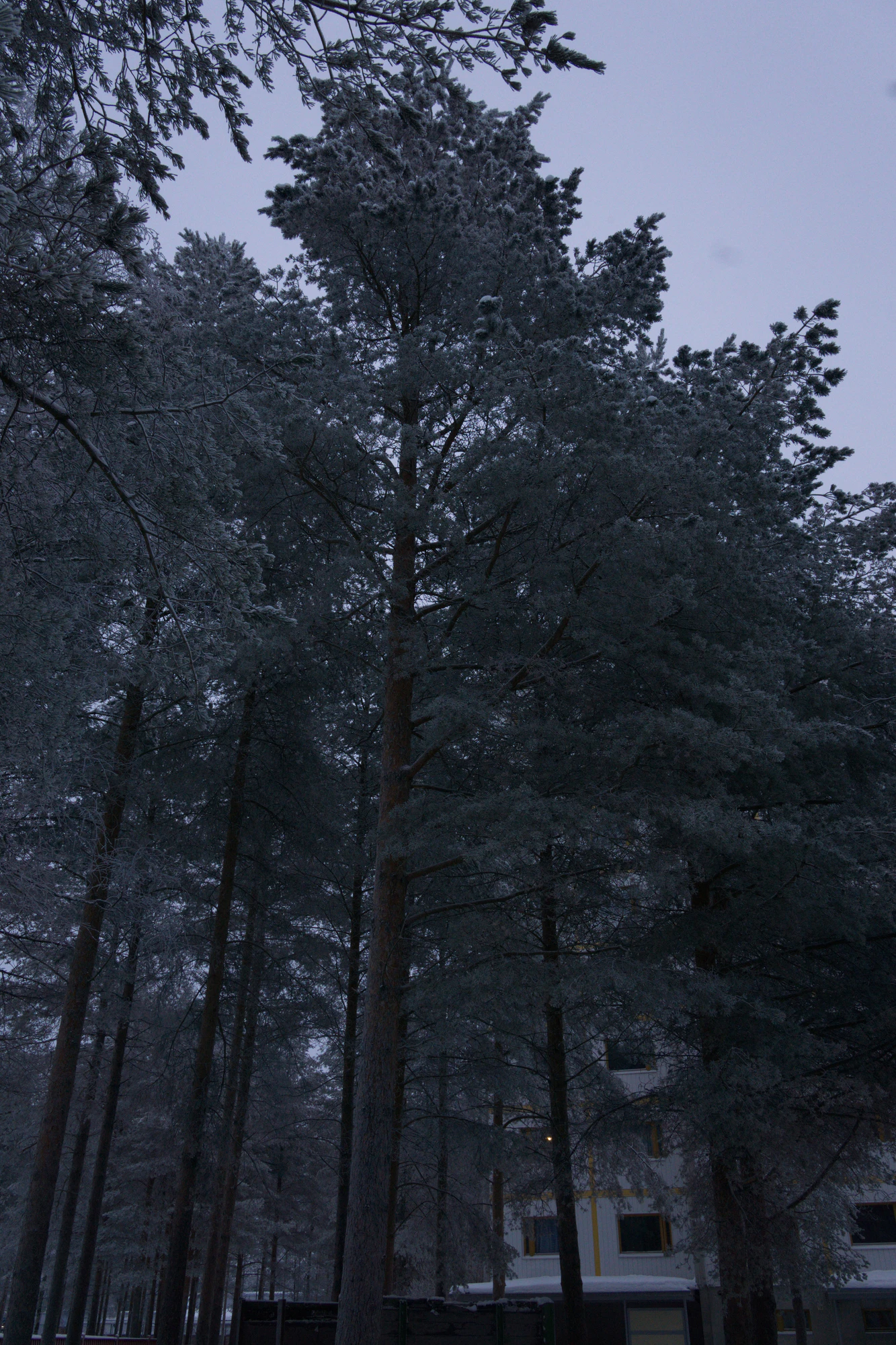 frosty trees 145 — Descargar