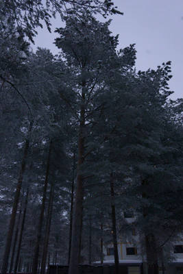 frosty trees 145 — Descargar