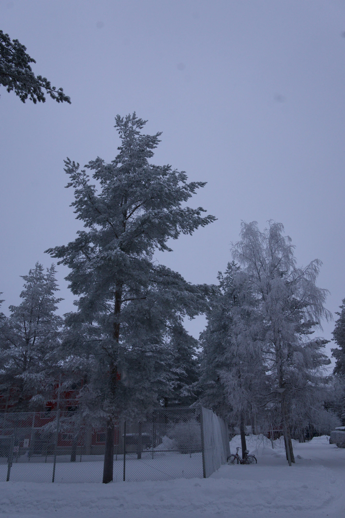 frosty trees 146 — Descargar