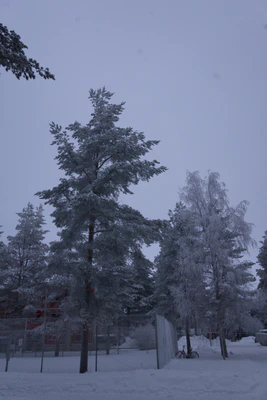 frosty trees 146 — Descargar