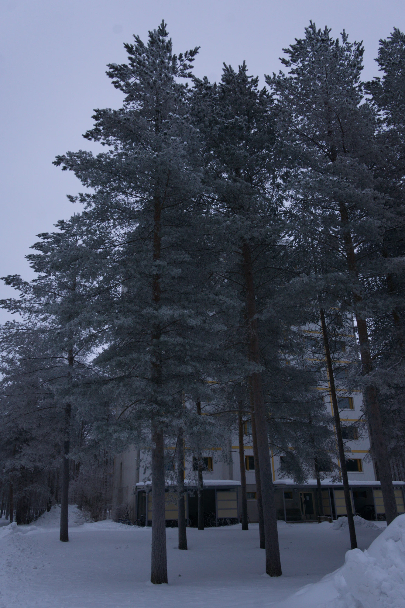 frosty trees 147 — Descargar