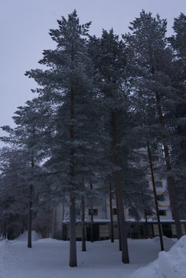 frosty trees 147 — Descargar