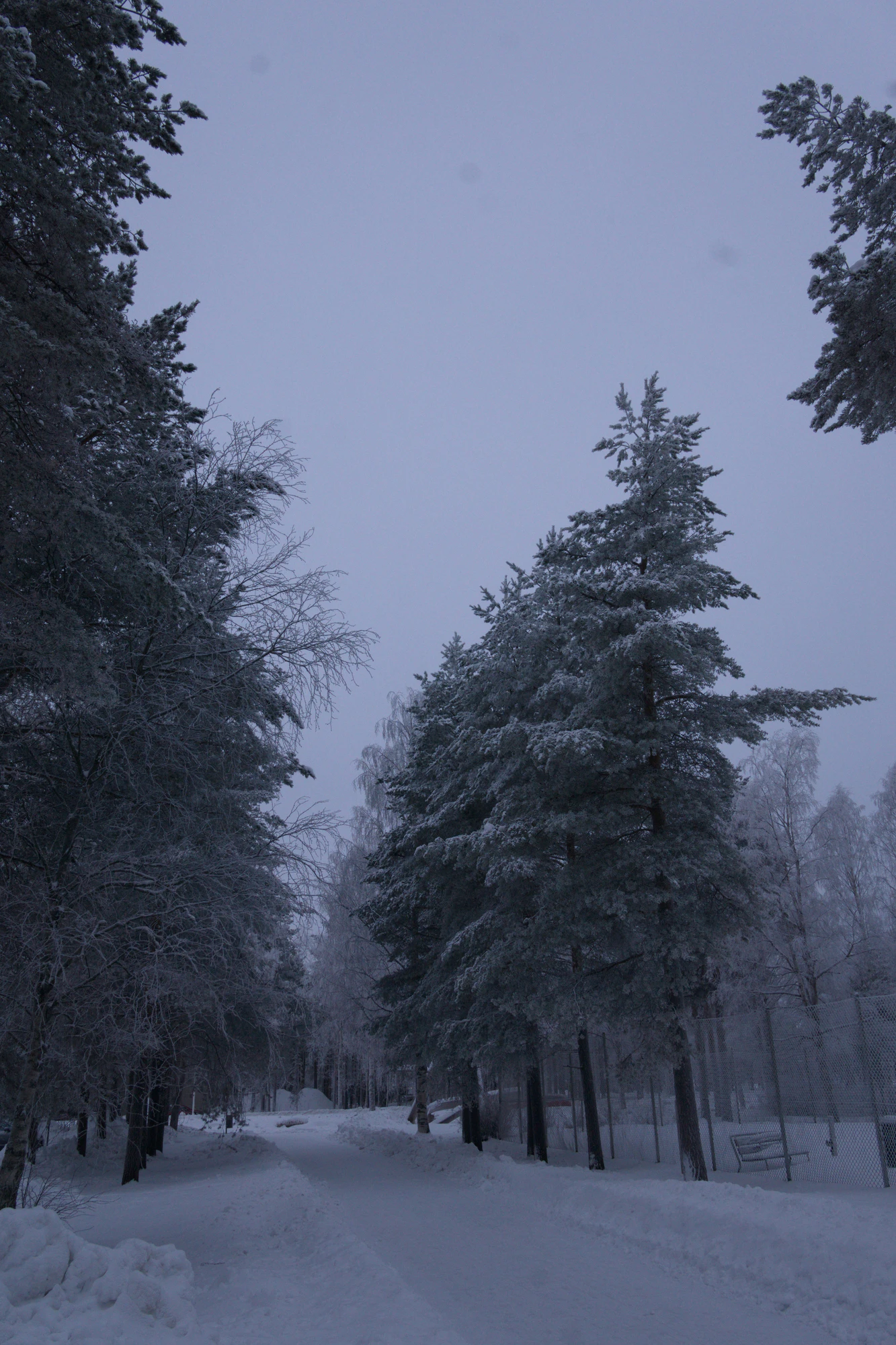 frosty trees 148 — Скачать