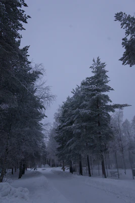 frosty trees 148 — Скачать