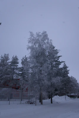 frosty trees 149 — Descargar