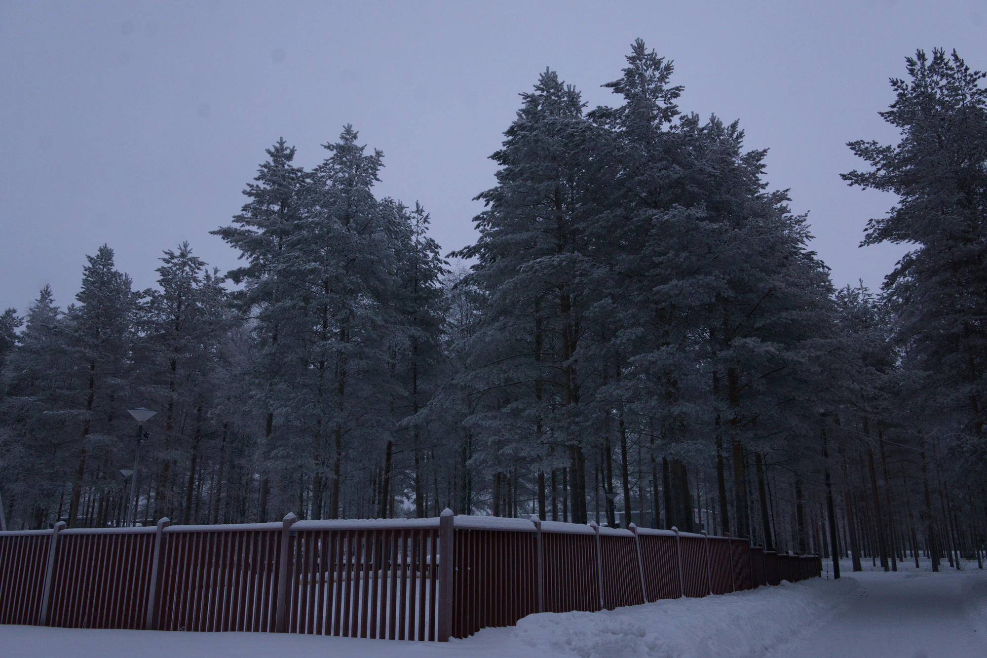 frosty trees 150 — Descargar
