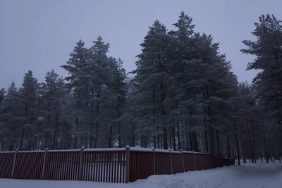 frosty trees 150 — Descargar