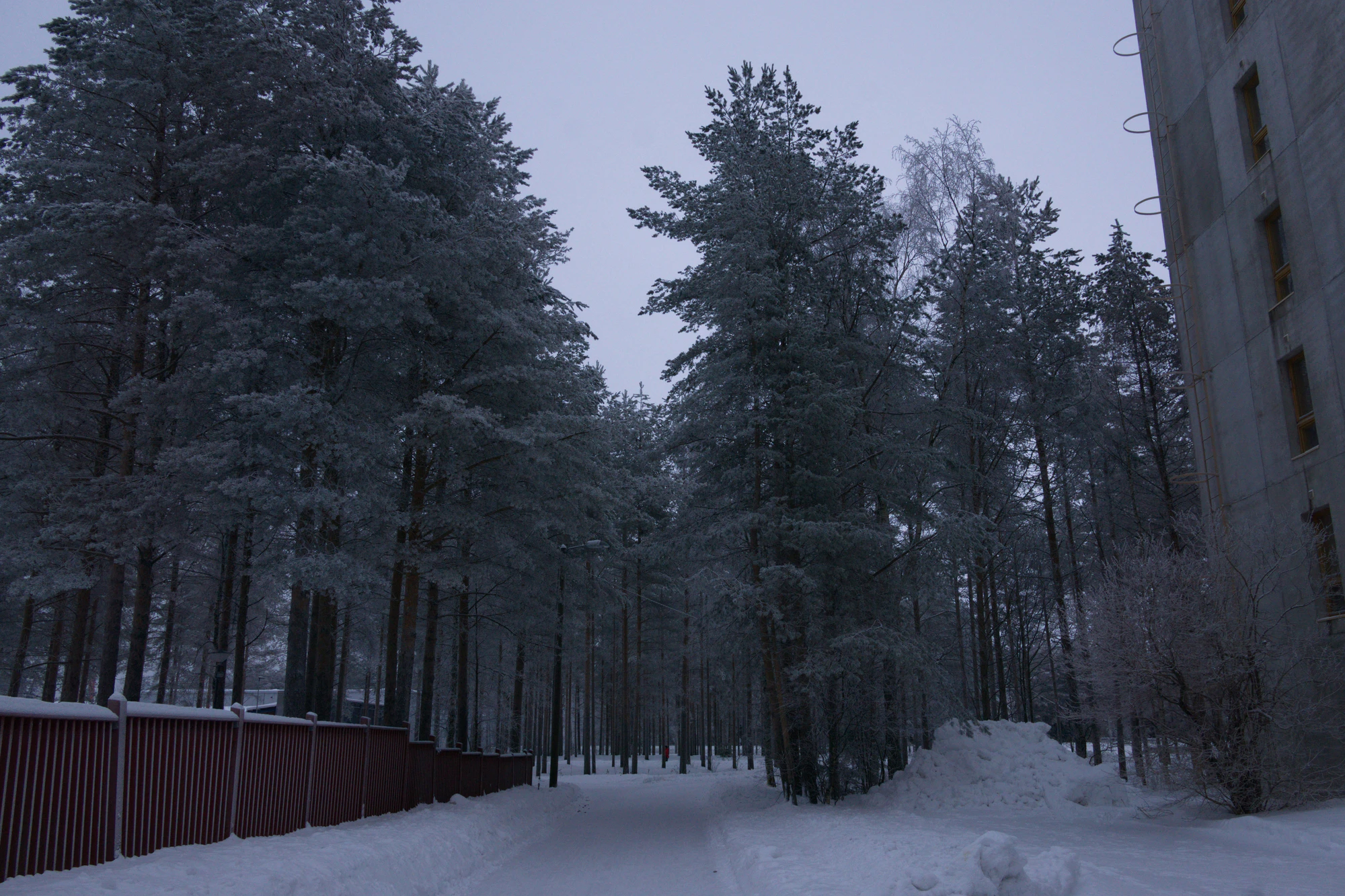 frosty trees 151 — Descargar