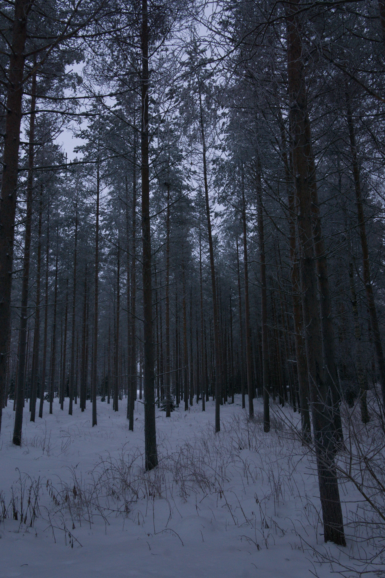 frosty trees 152 — Скачать