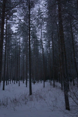 frosty trees 152 — Скачать