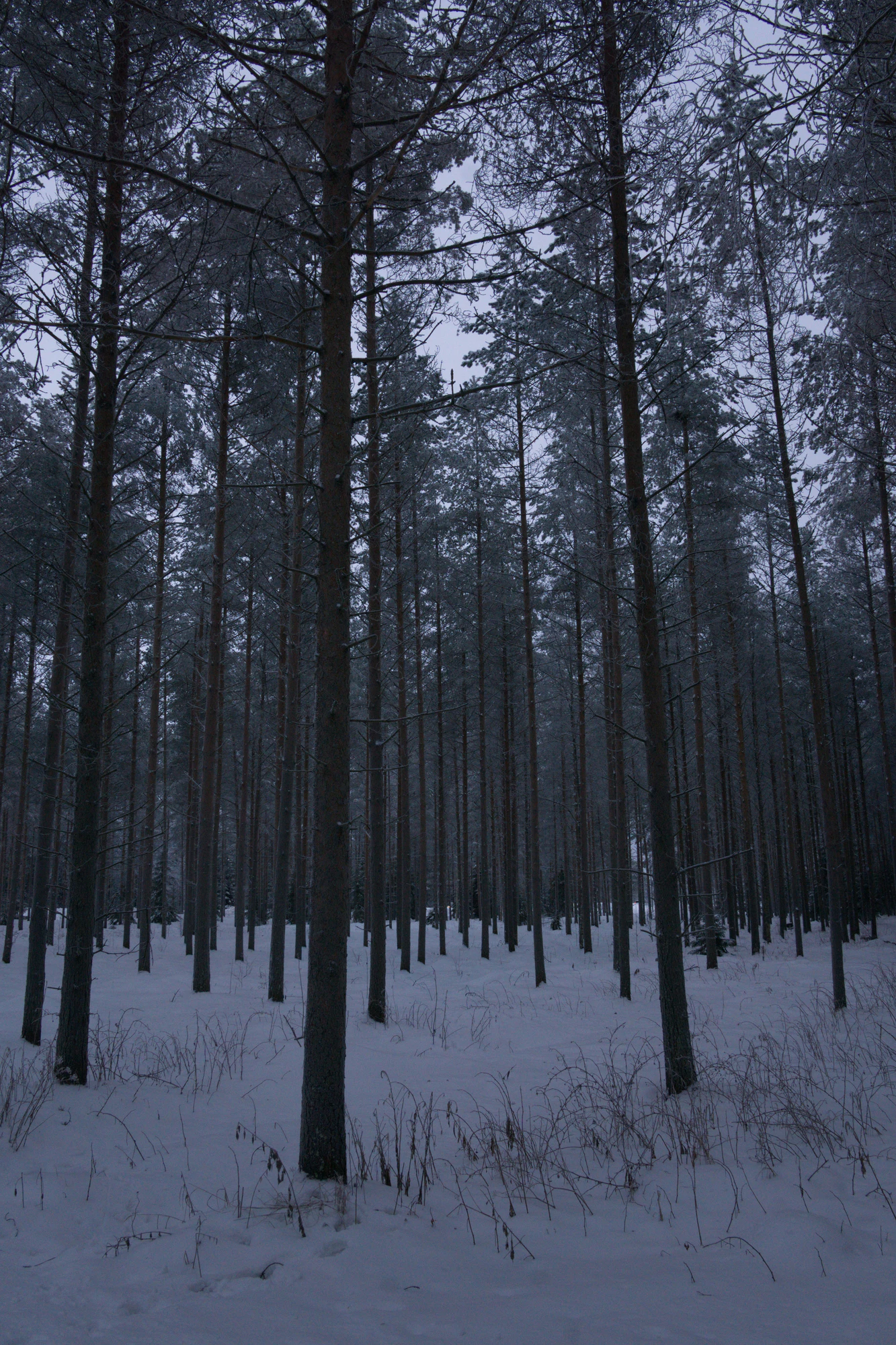 frosty trees 153 — Descargar