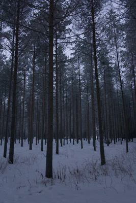 frosty trees 153 — Descargar