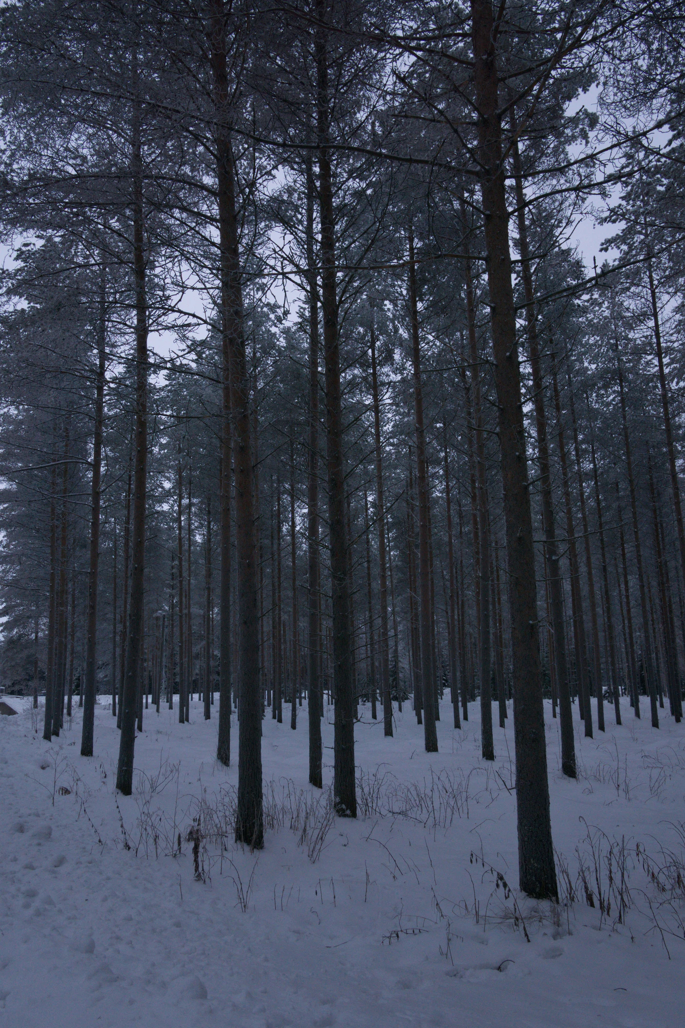frosty trees 154 — Descargar