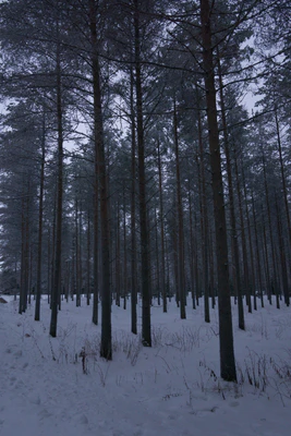 frosty trees 154 — Descargar