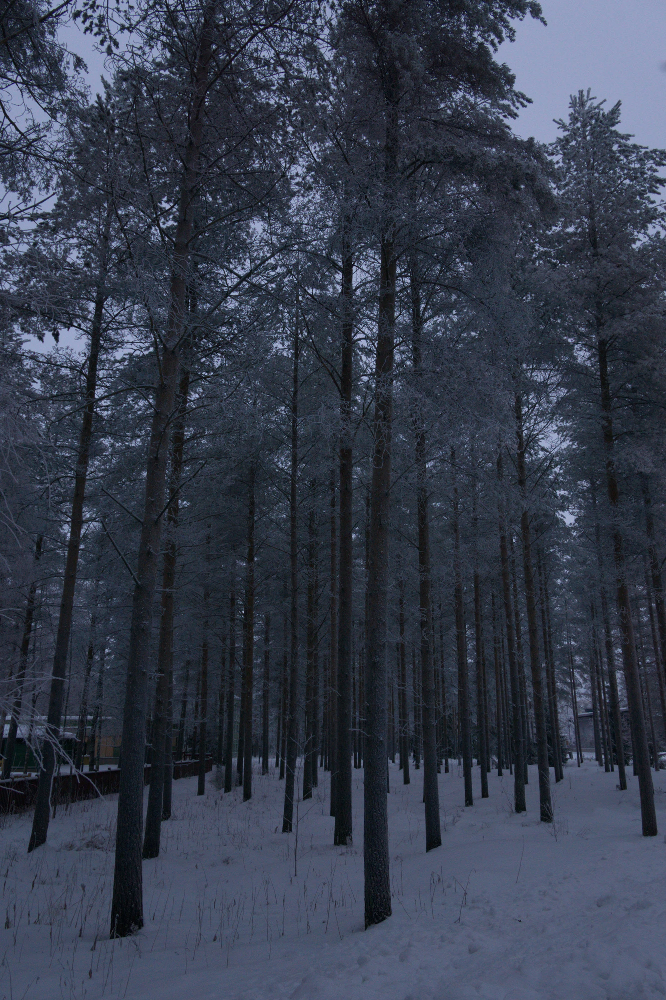 frosty trees 155 — Скачать