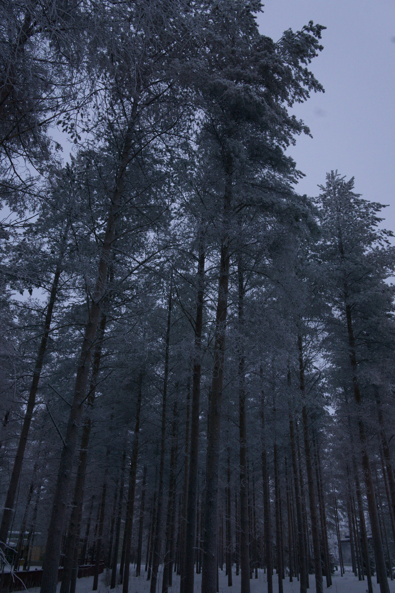 frosty trees 156 — Скачать