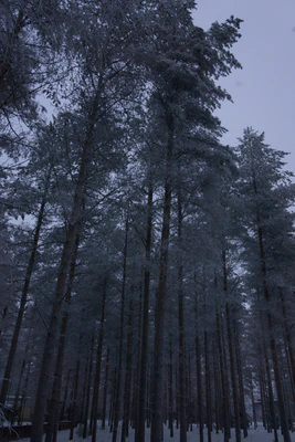 frosty trees 156 — Скачать