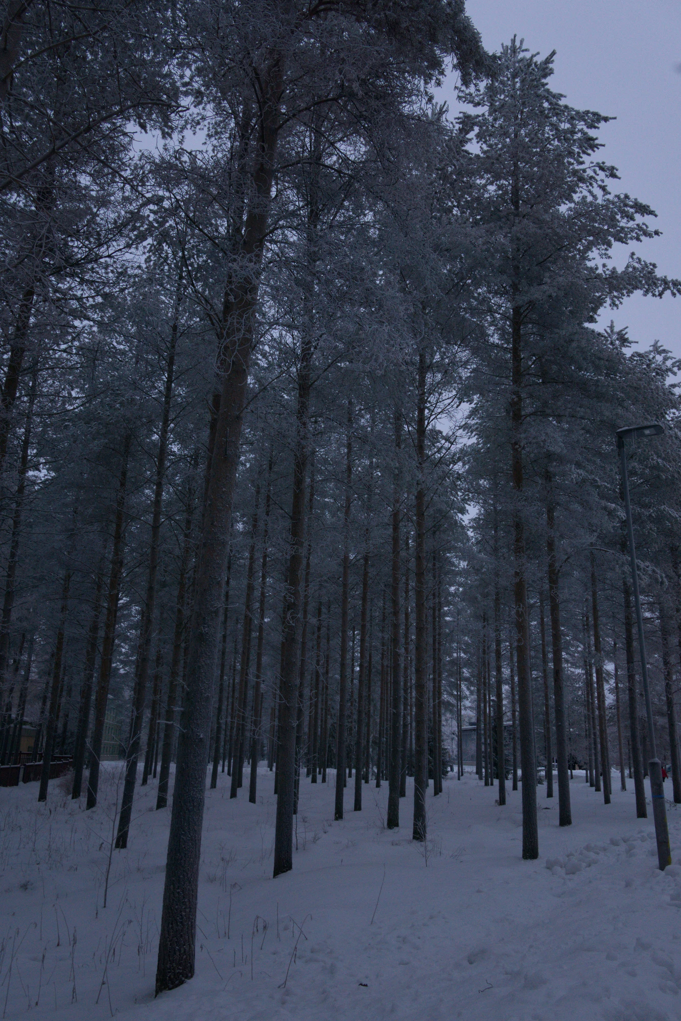 frosty trees 157 — Descargar