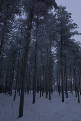 frosty trees 157 — Descargar